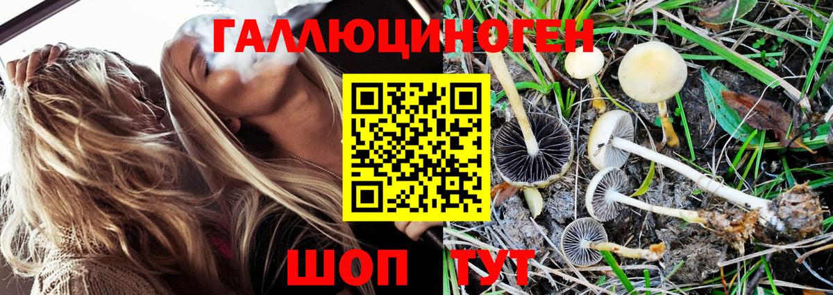 Галлюциногенные грибы Psilocybine cubensis Екатеринбург